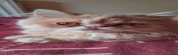 Persian cats for sale: Vaccinated 4 Beautiful Persian Chinchilla Kittens  - Advert 18