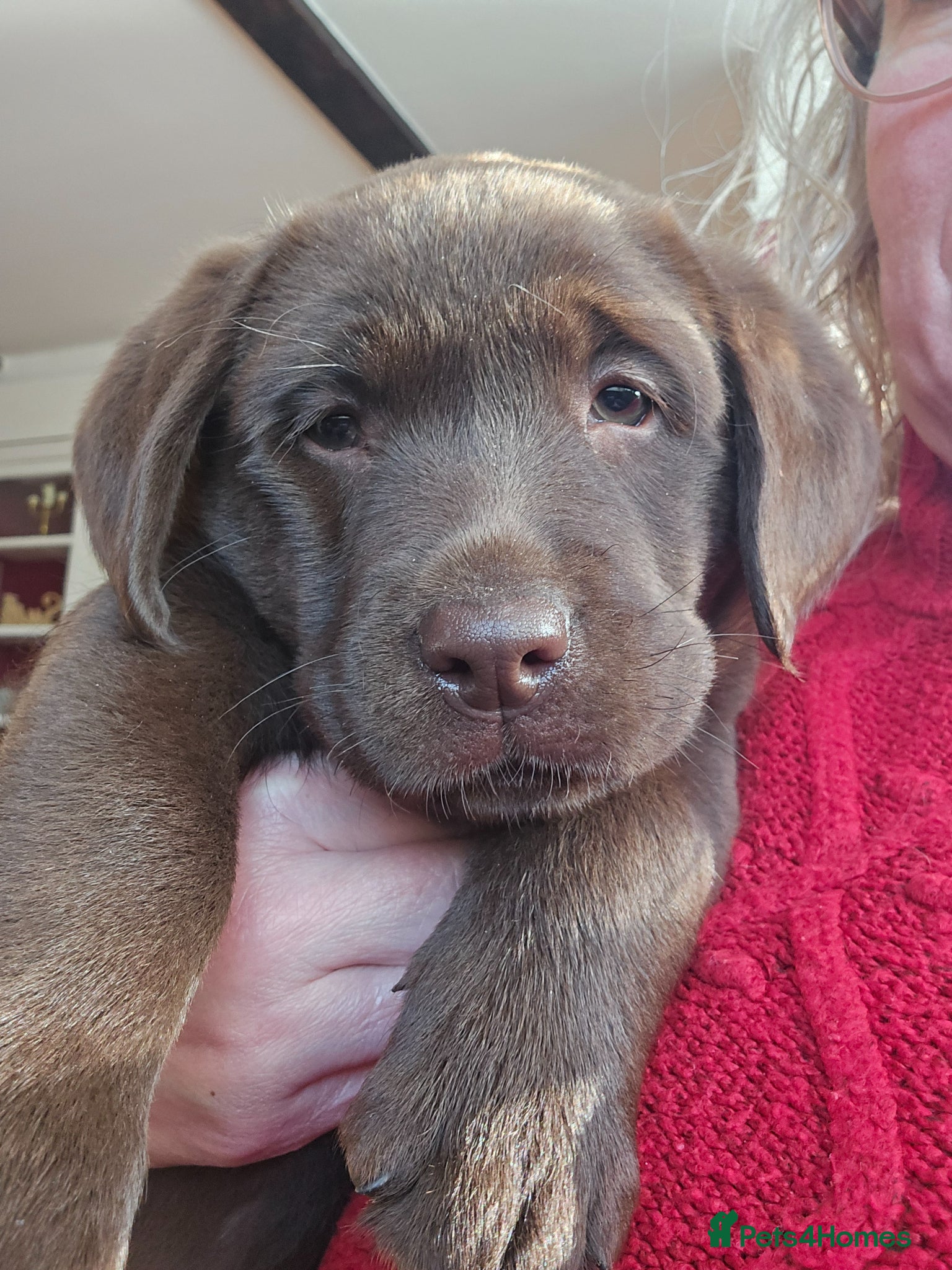 Labrador Retriever dogs Chocolate Labrador Puppy - Male - Advert 1