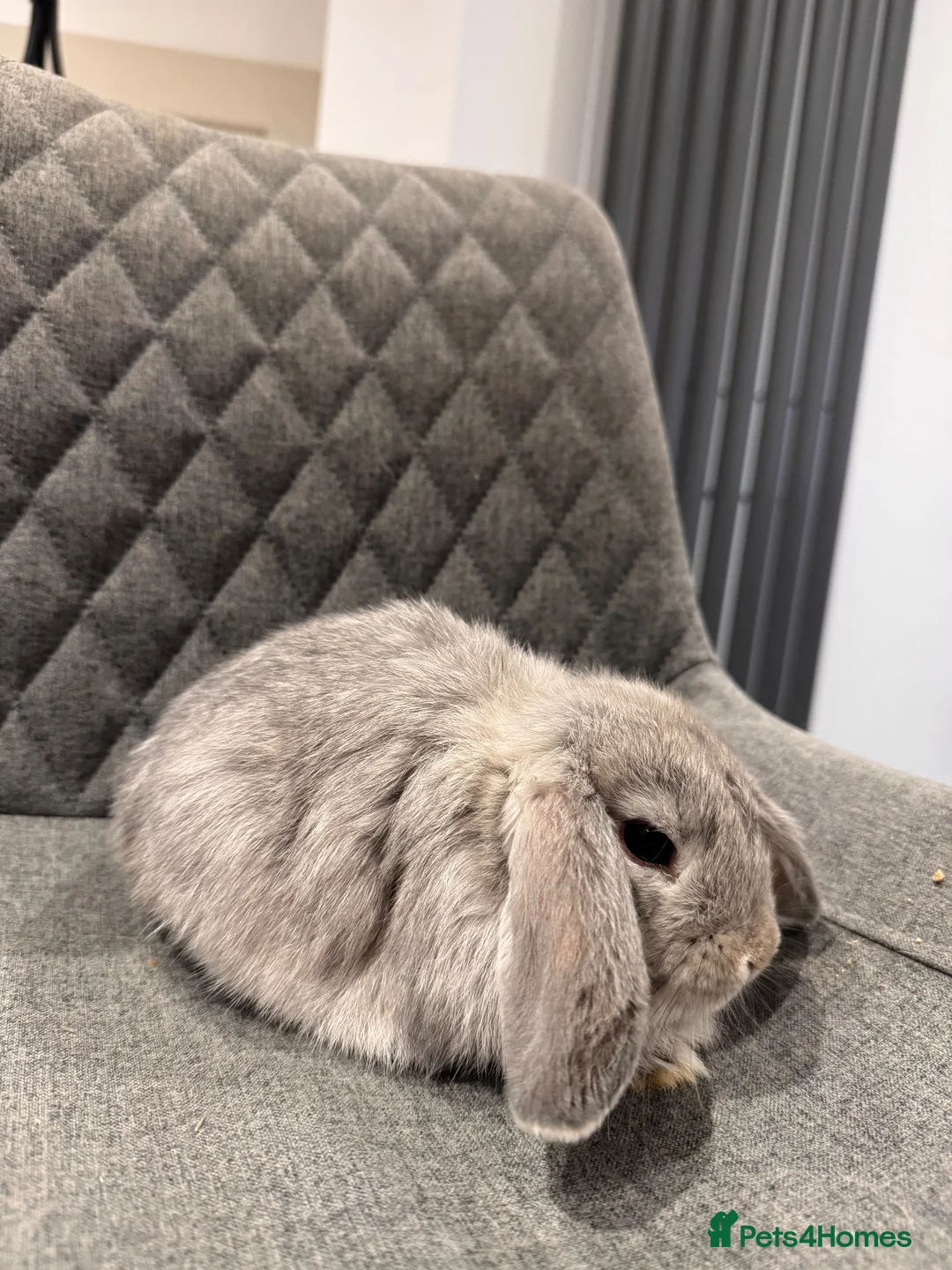 Mini Lop rabbits for sale: Pure bred Mini Lop Bunnies  - Advert 9