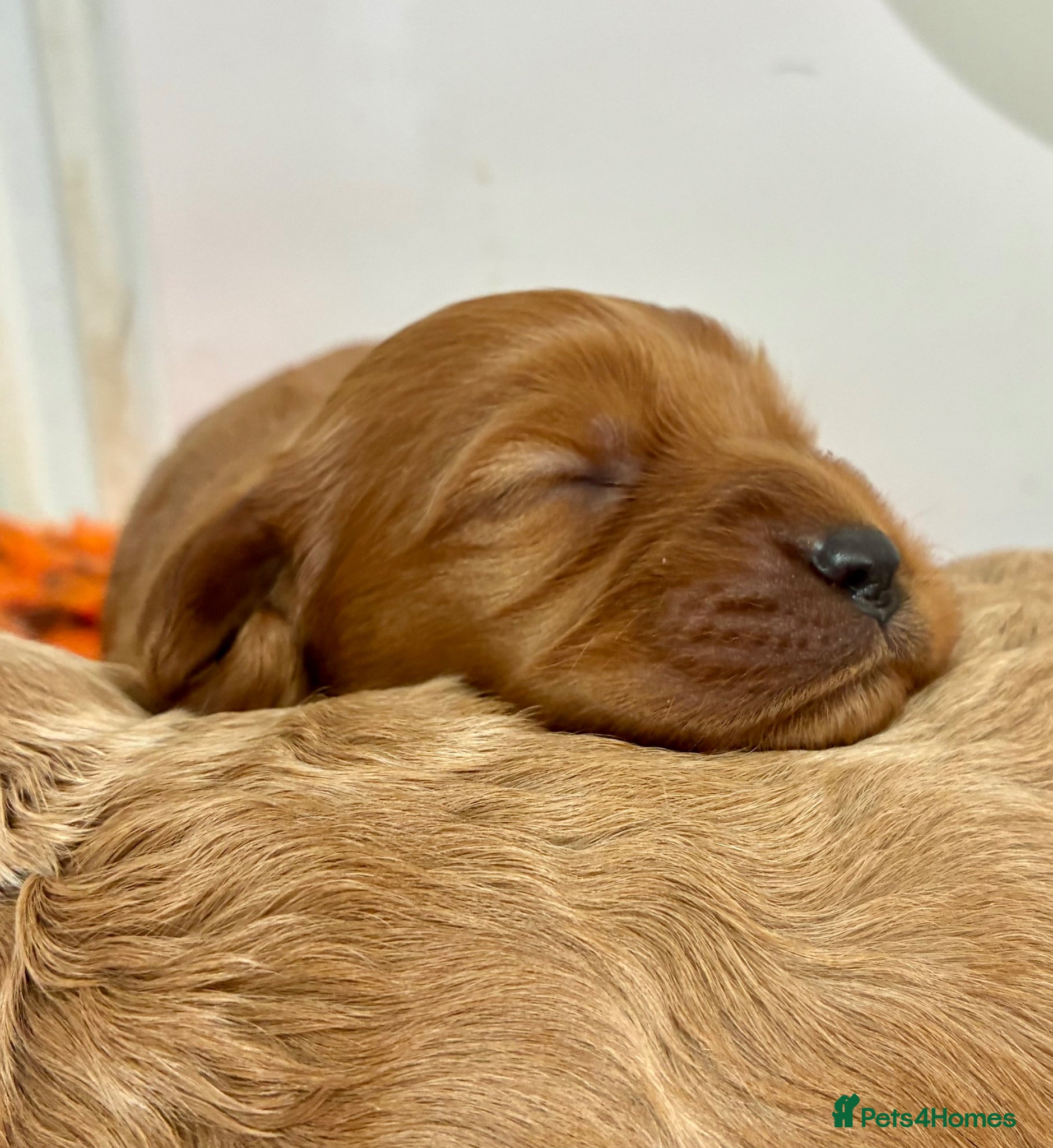 Cavapoo dogs ❤️ Adorable F1 Cavapoo puppies ❤️ - Advert 2