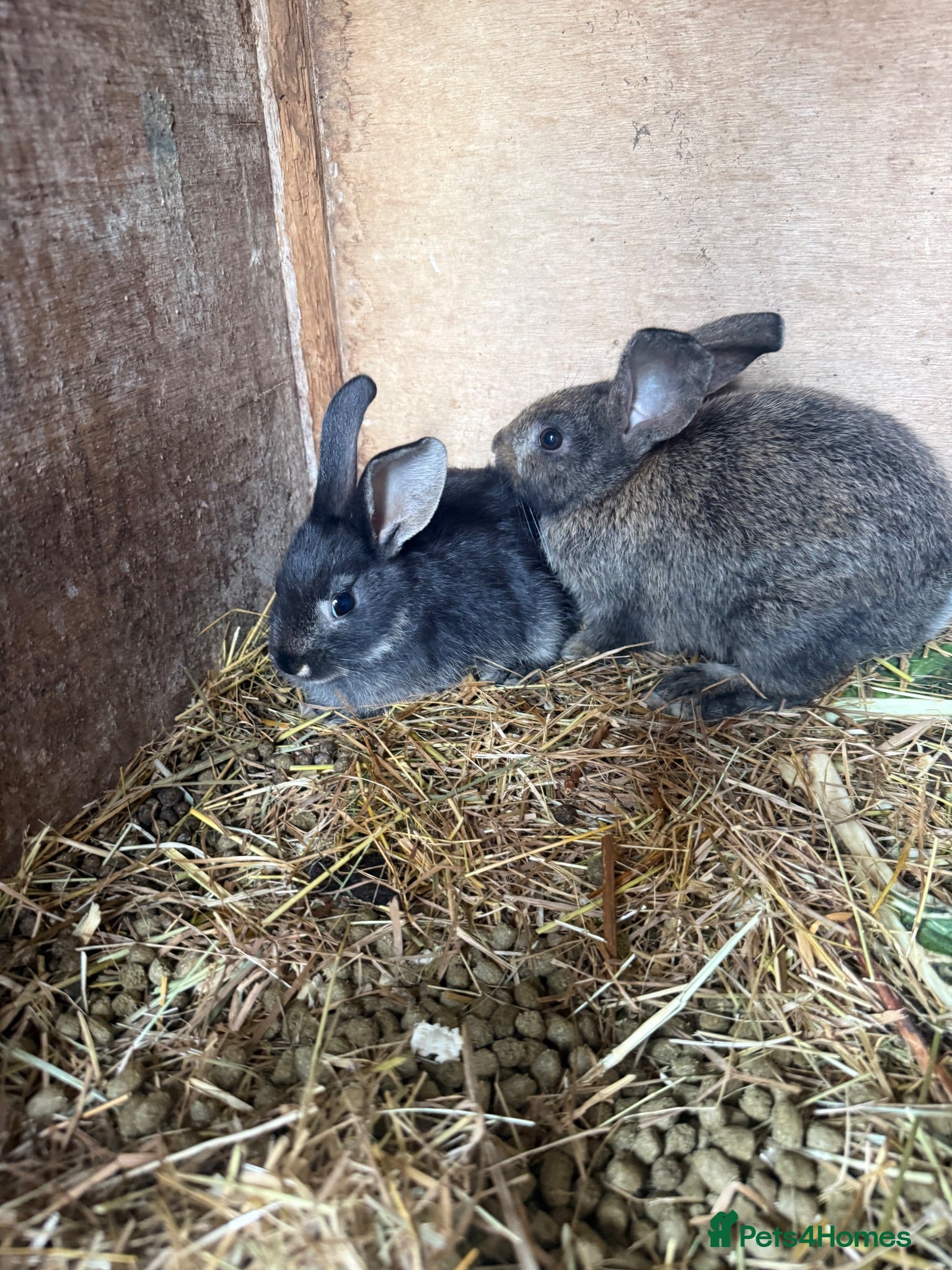 New Zealand rabbits New Zealand x Rex  - Advert 4