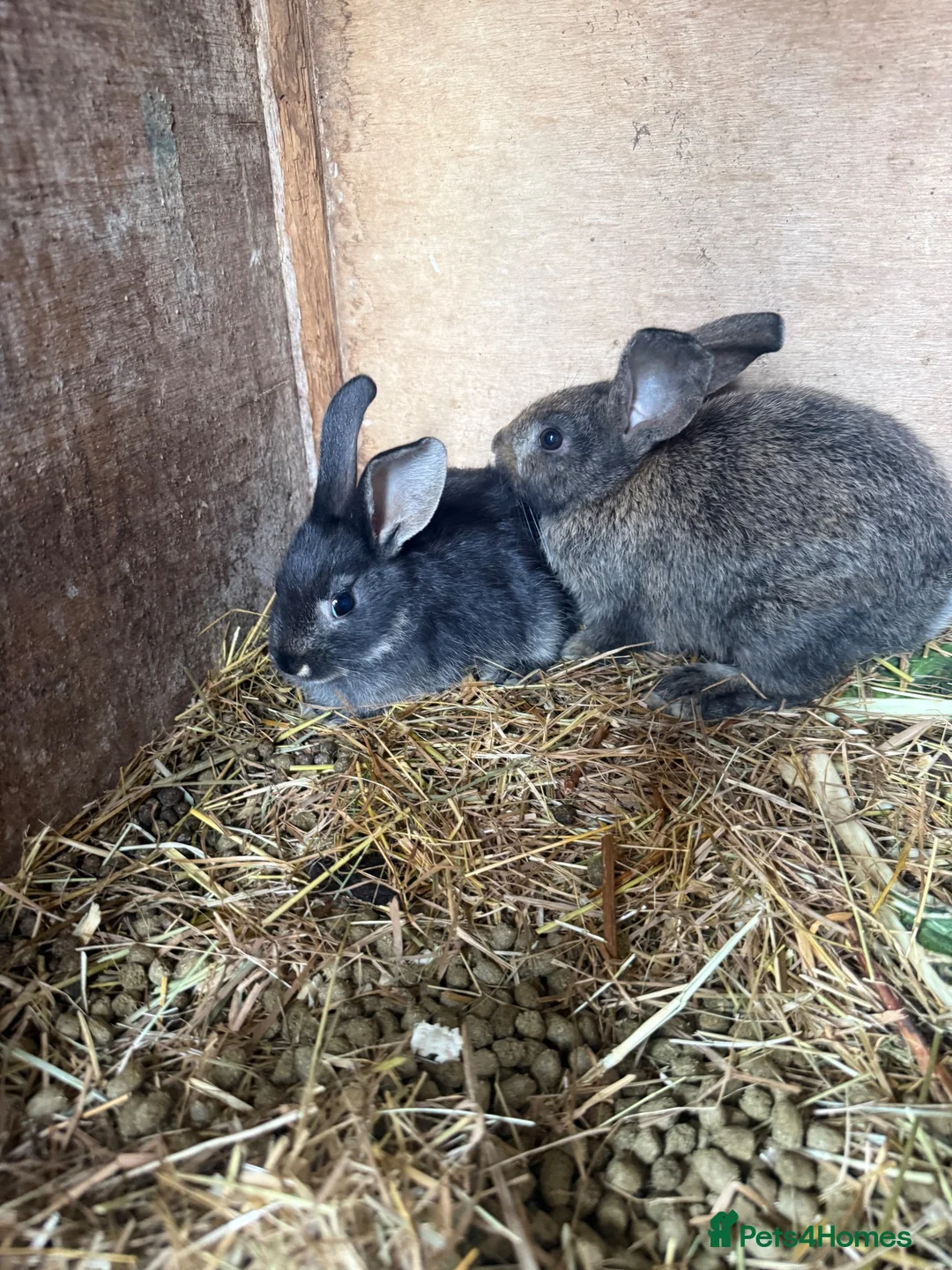 New Zealand rabbits for sale: New Zealand x Rex  - Advert 1