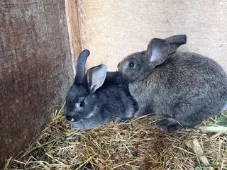 New Zealand rabbits New Zealand x Rex - Advert 4