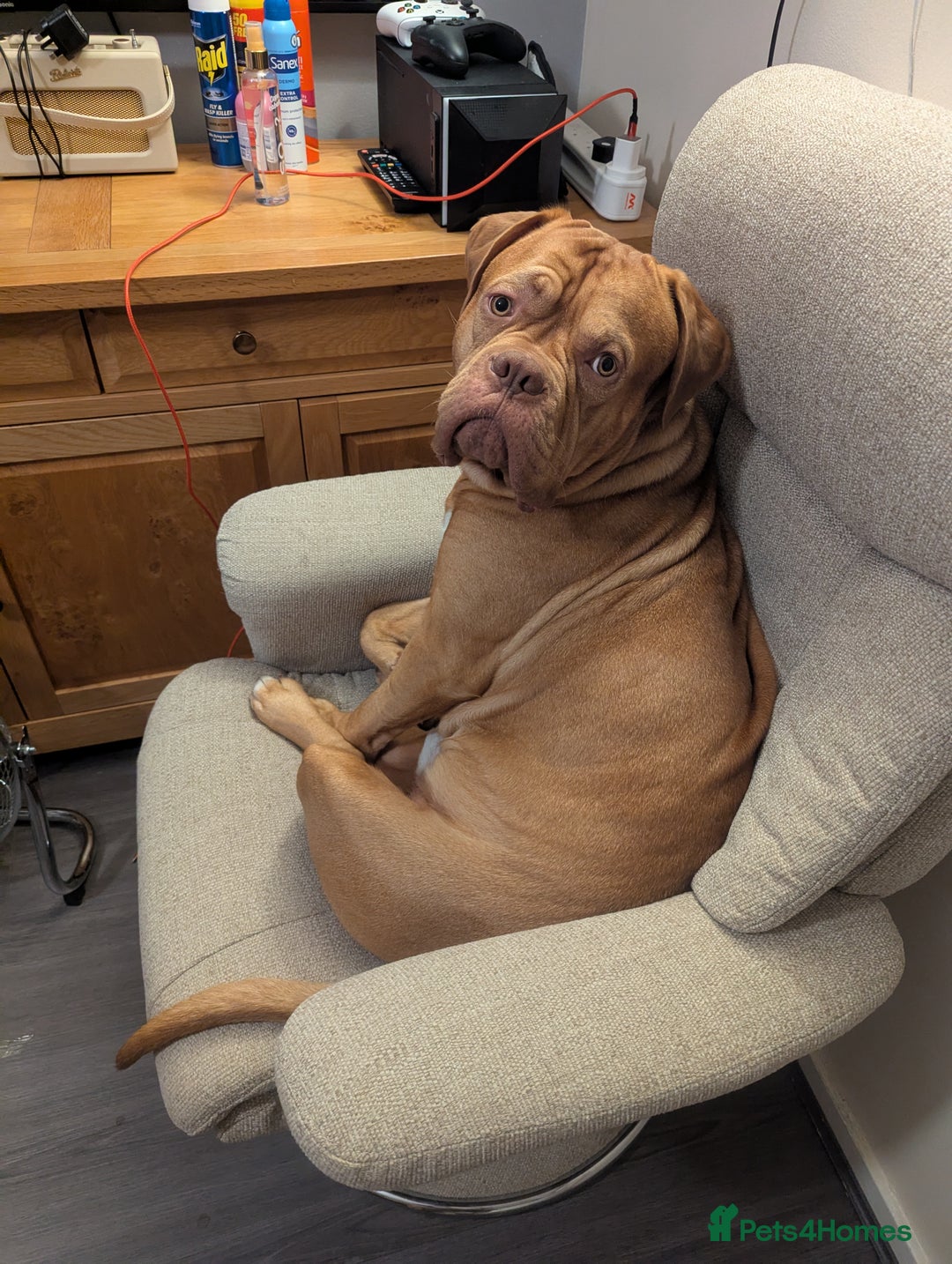 Dogue De Bordeaux dogs for sale: 2 YEAR OLD MALE DOGUE DE BORDEAUX KC REGISTERED - Advert 7