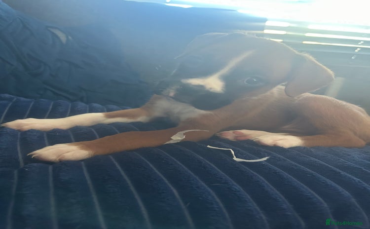 Boxer dogs - Advert 2