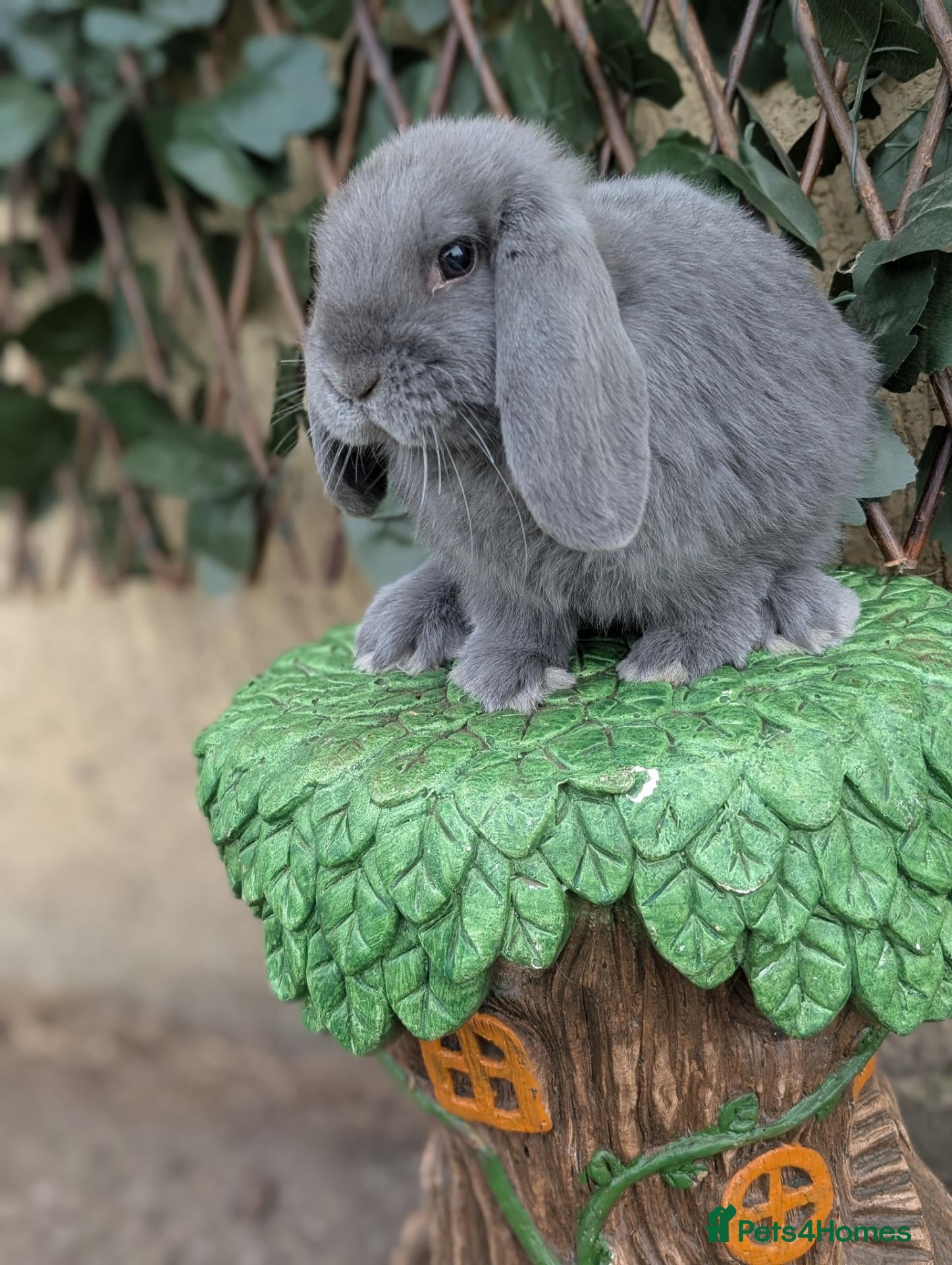 Mini Lop rabbits Pure bred mini lop bunnies - Advert 1