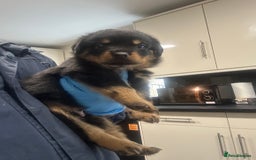 Rottweiler dogs for sale: Kc Registered Rottwiler Puppies  - Image 14