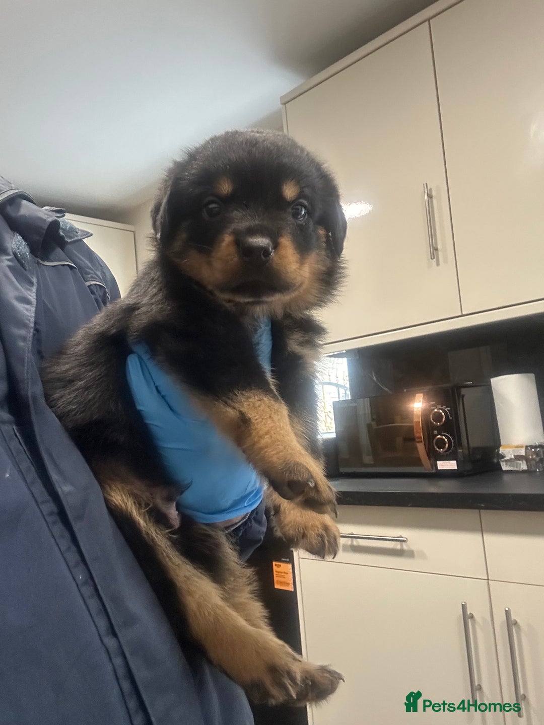 Rottweiler dogs for sale: Kc Registered Rottwiler Puppies  - Image 14