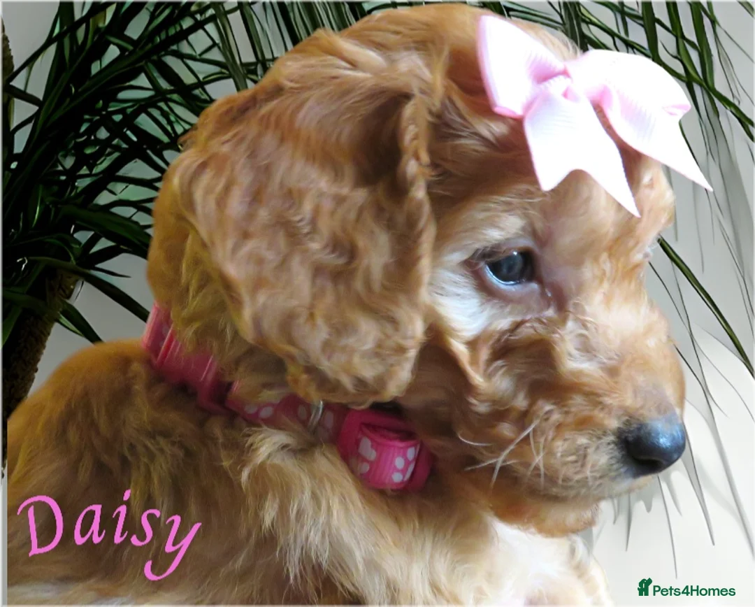 Cockapoo dogs for sale: Beautiful DNA Health tested Cockapoos - Advert 40