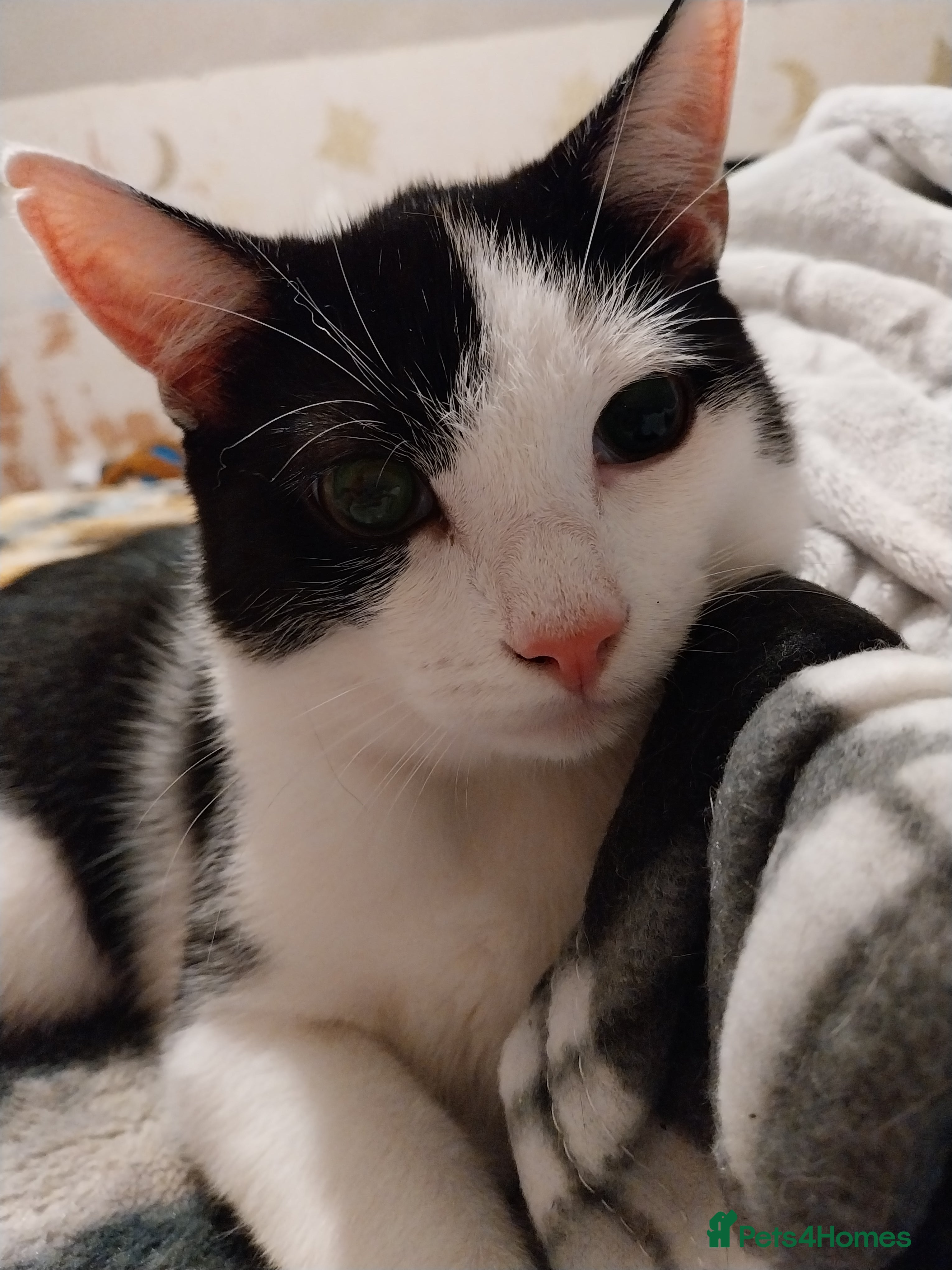 Mixed Breed cats Male tuxedo cat named Luca  - Advert 17