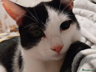 Mixed Breed cats Male tuxedo cat named Luca - Advert 5