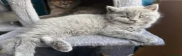 British Shorthair cats for sale: 2 Beautiful BSH Ready to Leave - GCCF Registered - Advert 5