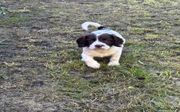 English Springer Spaniel dogs for sale: Gorgeous English Springer spaniel puppies - Image 13