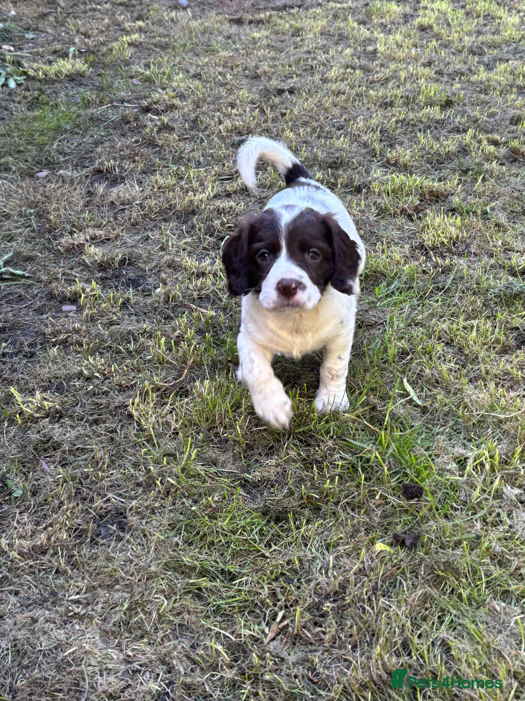 English Springer Spaniel dogs for sale: Gorgeous English Springer spaniel puppies - Image 13