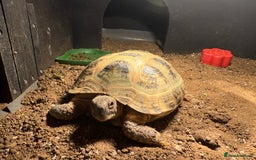 Hermann Tortoise reptiles for sale: Hermann tortoise  - Image 1