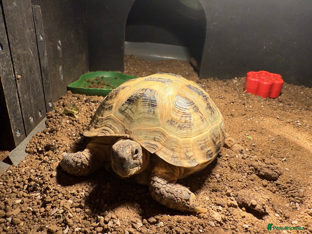 Hermann Tortoise reptiles for sale: Hermann tortoise  - Image 1