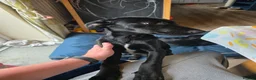 Mixed Breed dogs for sale: Black Doberman x Collie puppy under 4months old - Advert 2