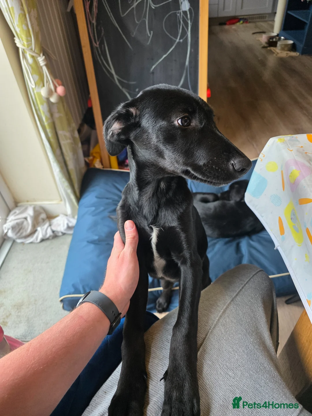 Mixed Breed dogs for sale: Black Doberman x Collie puppy under 4months old - Advert 2