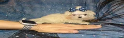 Maltese dogs for sale: ****Exquisite KC Registered Maltese Boy Puppy****  - Advert 2