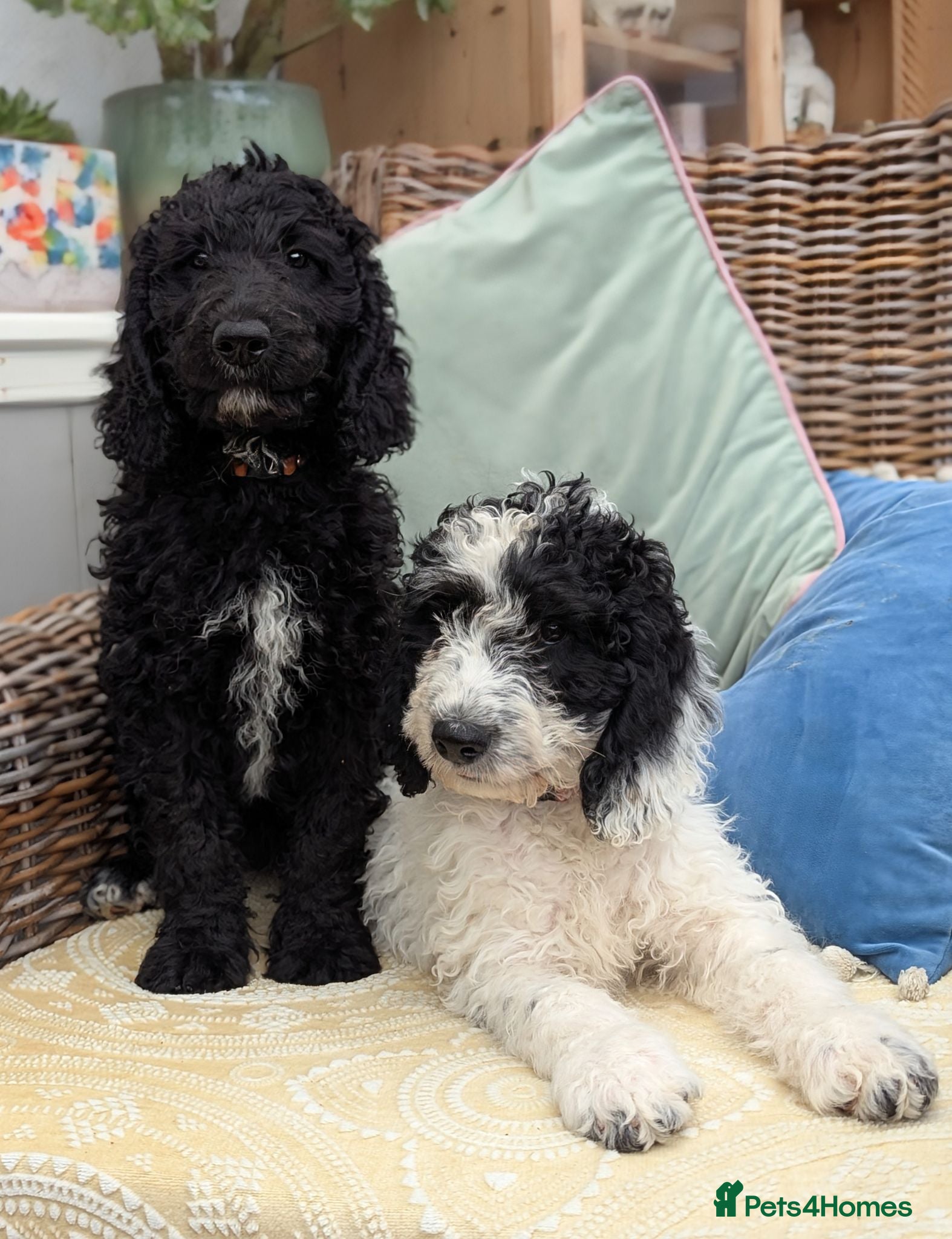 Cockapoo dogs F1 Standard Cockapoo Puppies  - Advert 1