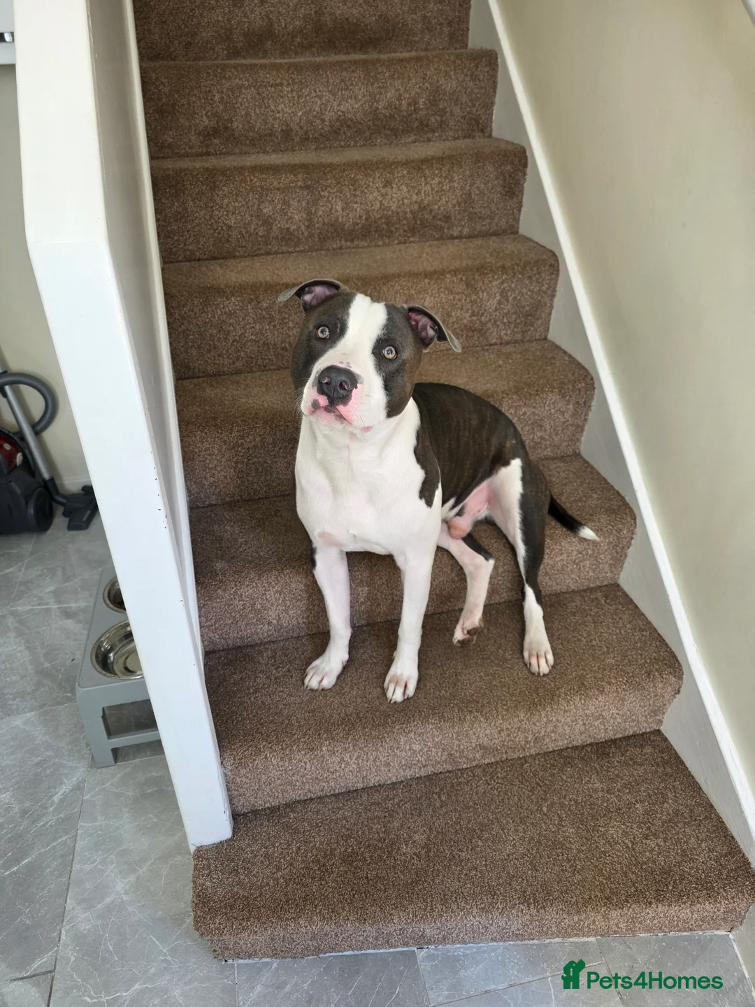 Mixed Breed dogs for sale: 2 year old Staffy x Pit Rocky. Needs loving home. - Advert 13