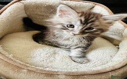 Maine Coon cats for sale: Mainecoon kittens  - Image 7