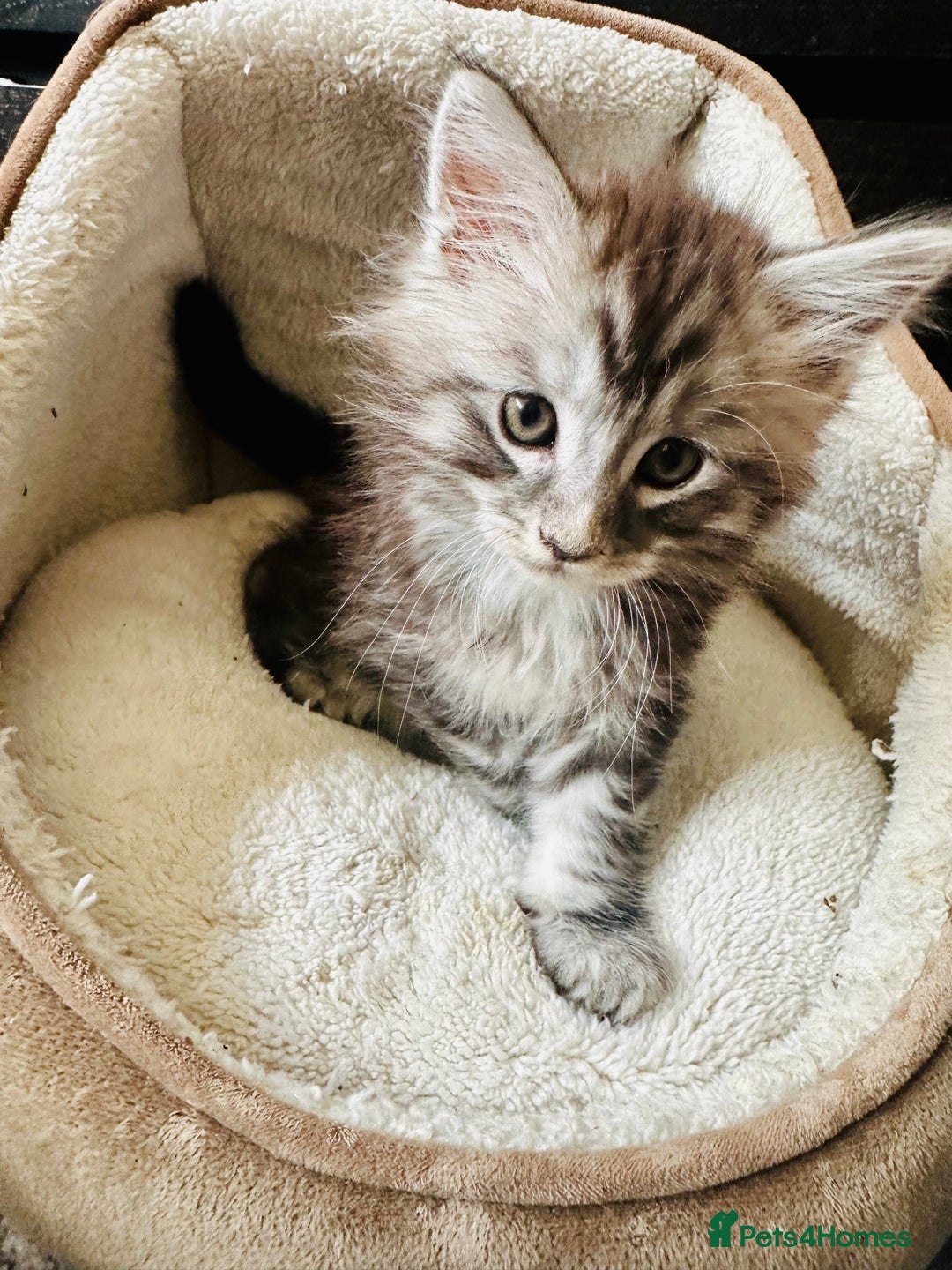 Maine Coon cats for sale: Mainecoon kittens  - Image 7
