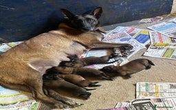 Belgian Shepherd Dog dogs for sale: Belgian malinois puppies  - Image 8