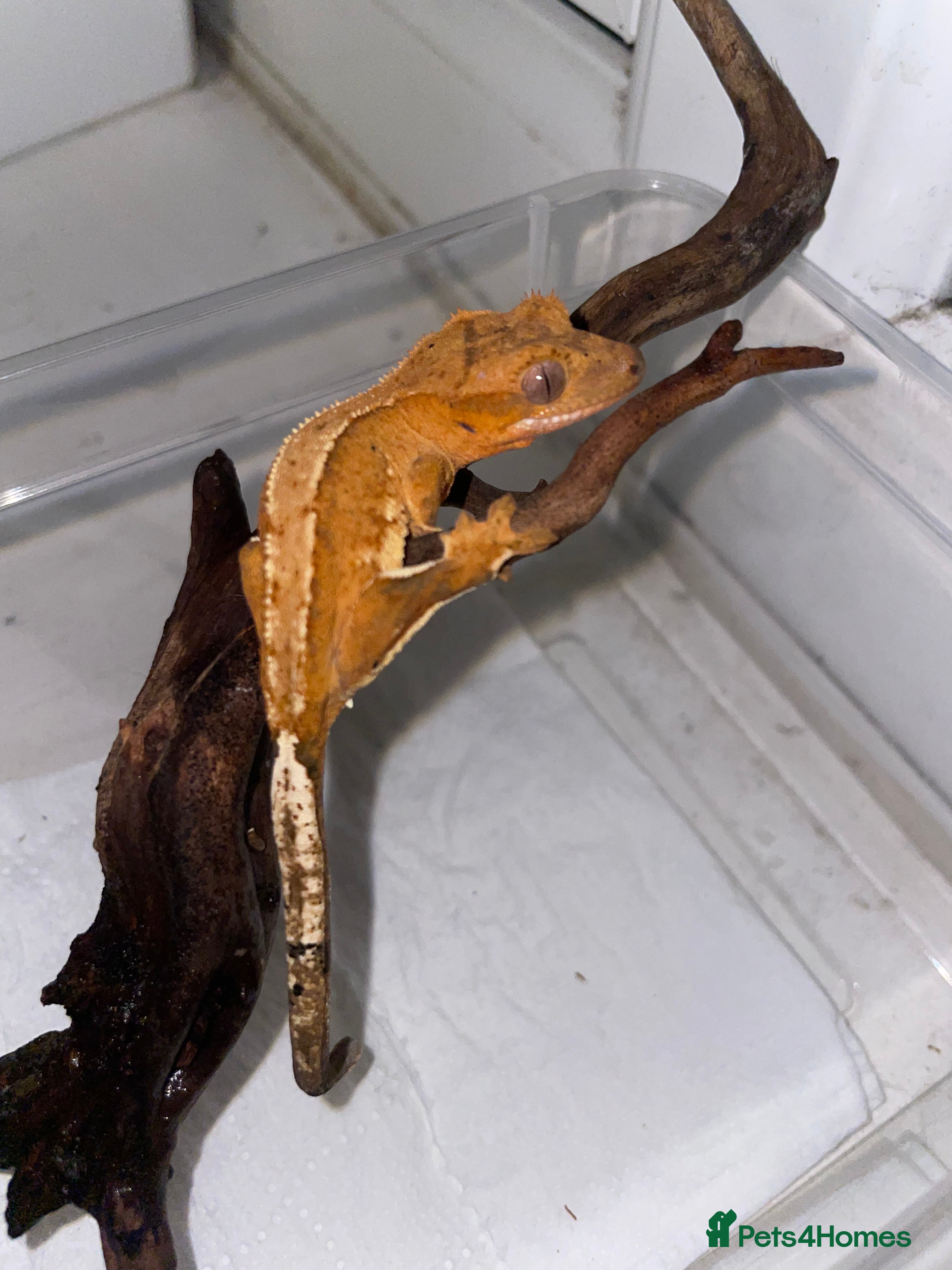Gecko reptiles 5 baby crested geckos for sale various morphs - Advert 8