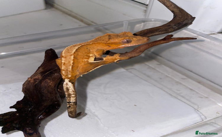 Gecko reptiles - Advert 18