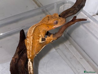 Gecko reptiles 5 baby crested geckos for sale various morphs - Advert 17