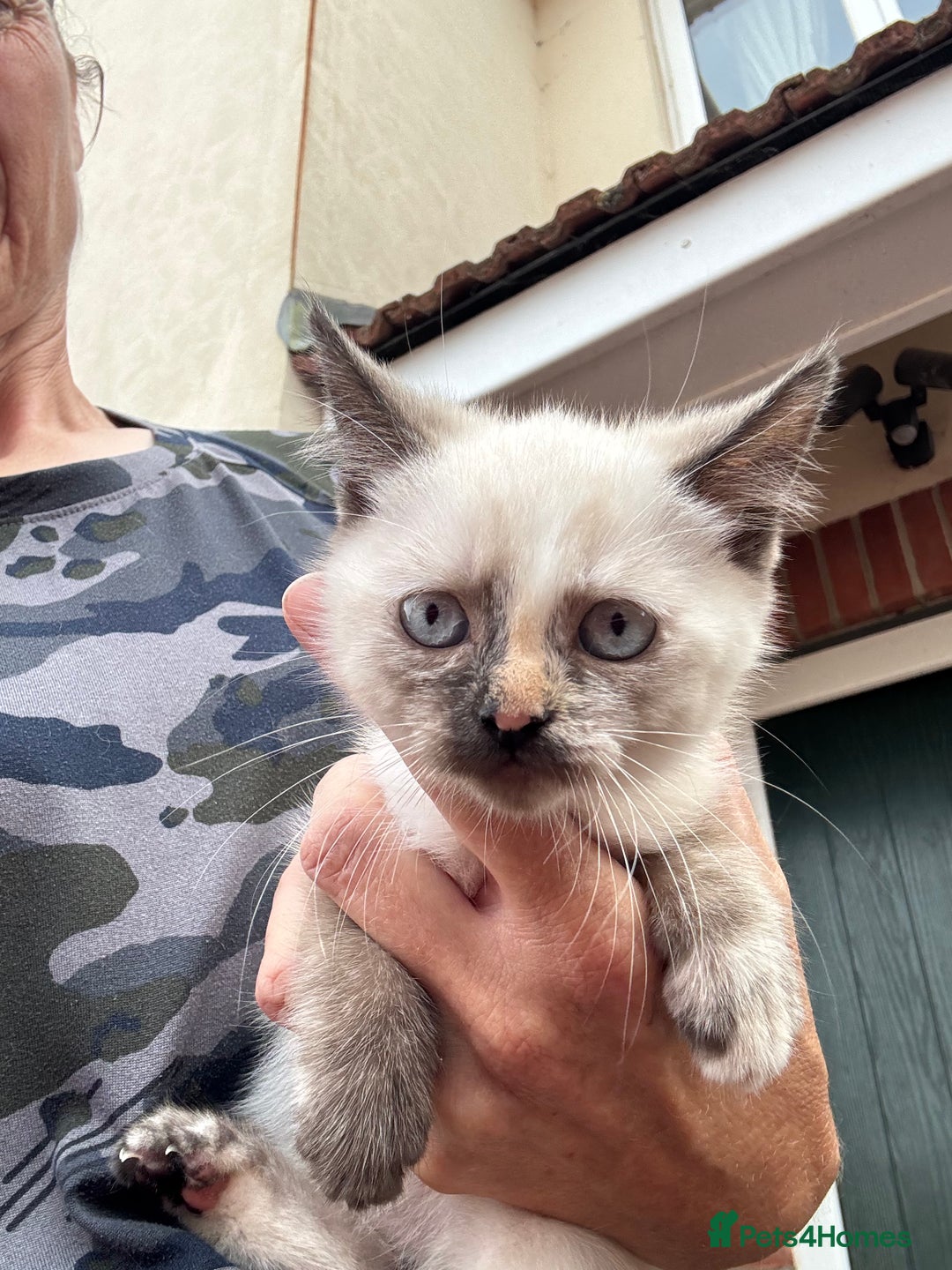 Mixed Breed cats for sale:  Stunning female ragdoll cross kittens  - Image 26