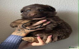 German Shepherd dogs for sale: Beautiful straight back German Shepherds  - Image 10