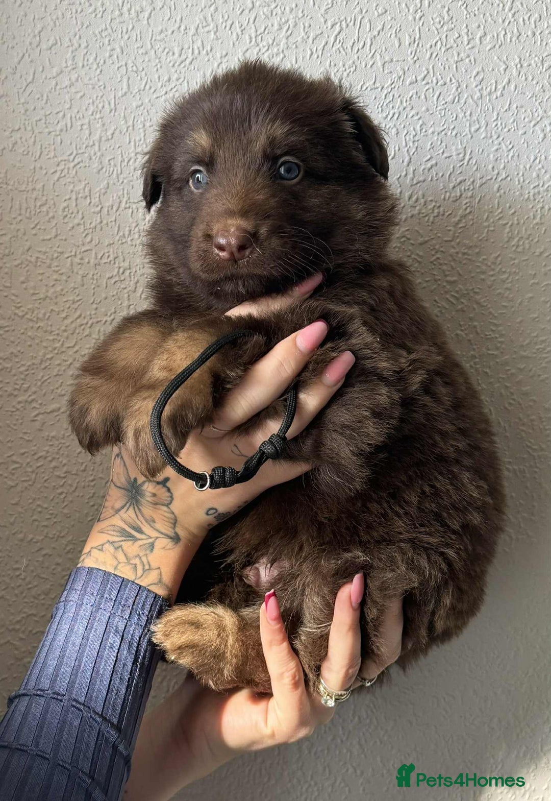 German Shepherd dogs for sale: Beautiful straight back German Shepherds  - Image 10