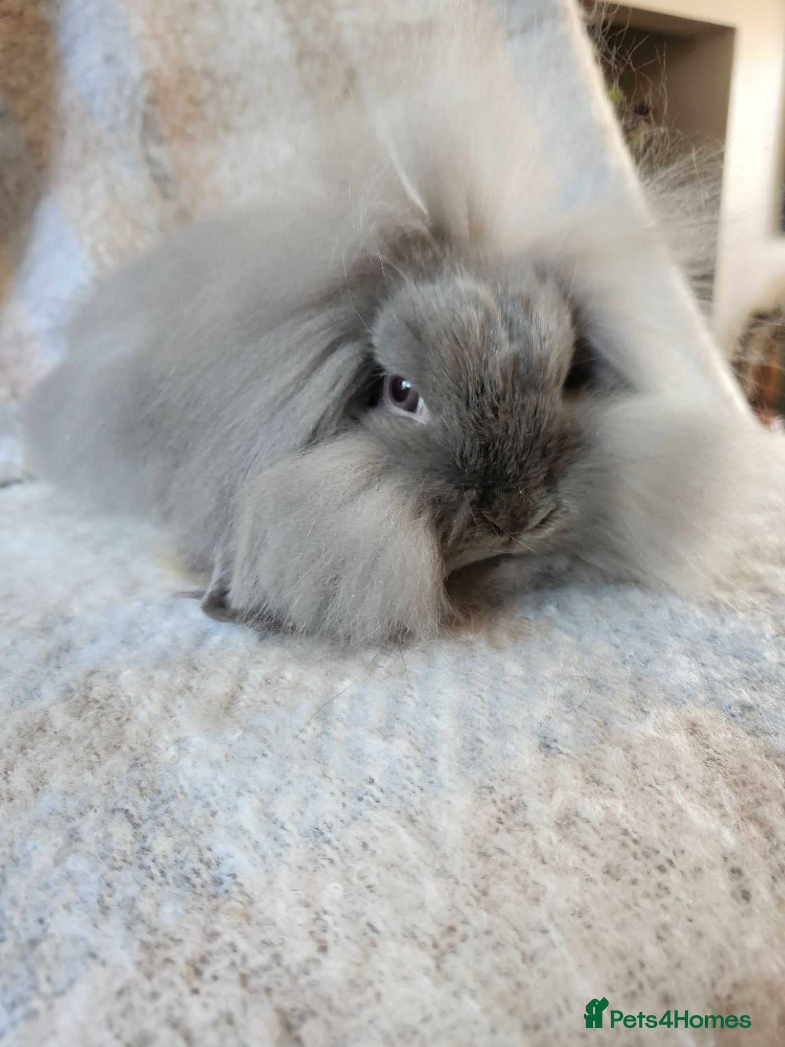Mini Lop rabbits Beautiful mini lops, smoke and chocolate sable - Advert 10