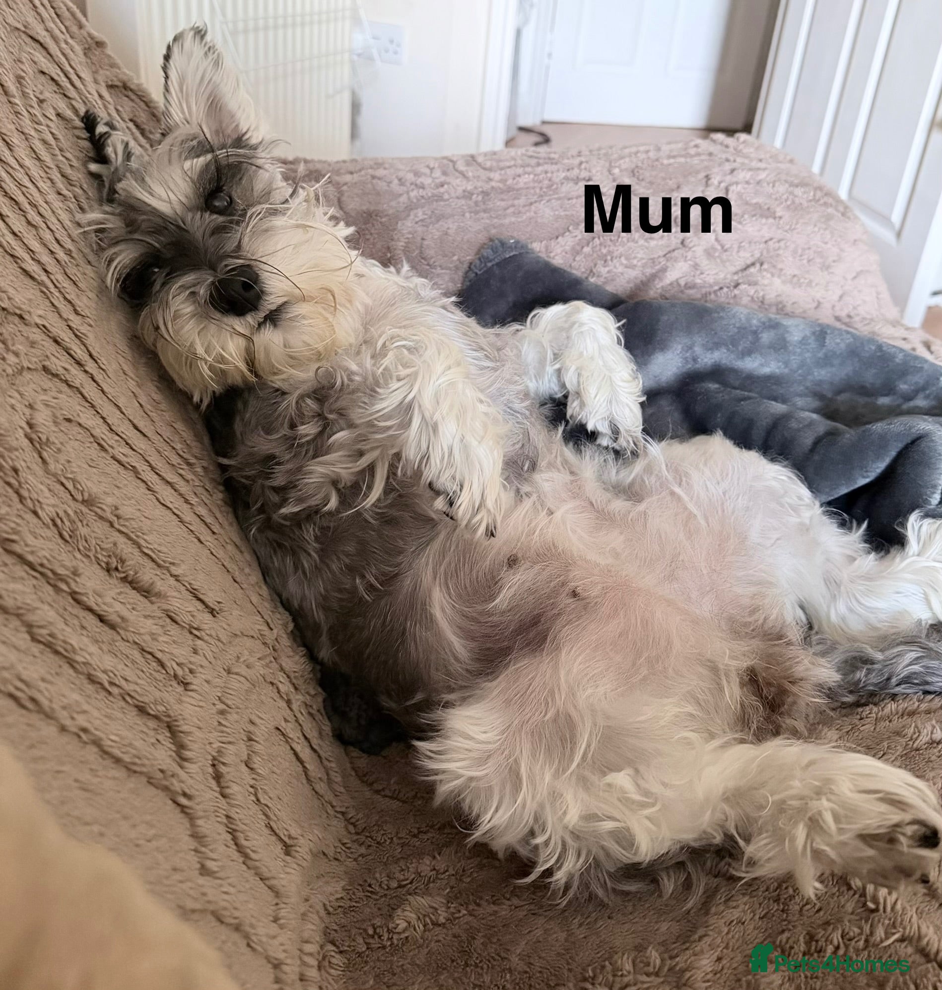 Schnoodle dogs Beautiful F1 Schnoodle Puppies - Advert 2