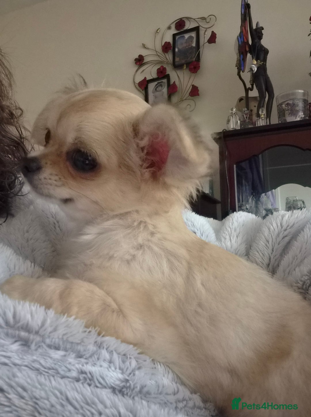 Chihuahua dogs for sale: Long haired chihuahua  - Image 27
