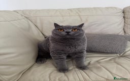 British Shorthair cats for sale: British shorthair Mimi Looking for a Loving Home  - Image 4