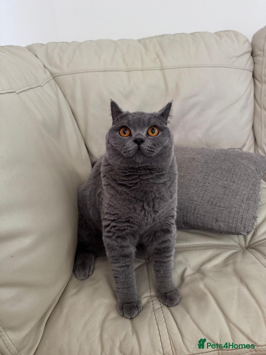 British Shorthair cats for sale: British shorthair Mimi Looking for a Loving Home  - Image 4
