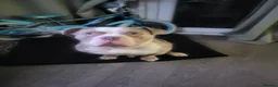 American Bulldog dogs for sale: Male American bulldog  - Advert 1