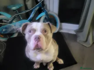 American Bulldog dogs Male American bulldog - Advert 1