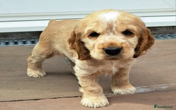Cocker Spaniel dogs for sale: Exceptionally gorgeous show type Cocker Spaniels - Image 2