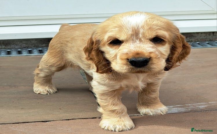 Cocker Spaniel dogs - Advert 4