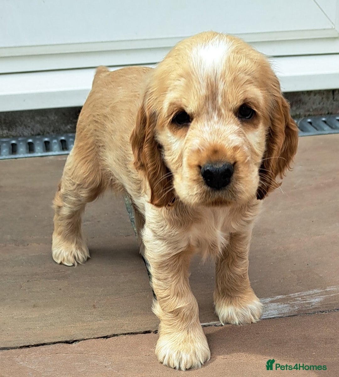Cocker Spaniel dogs for sale: Exceptionally gorgeous show type Cocker Spaniels - Image 2