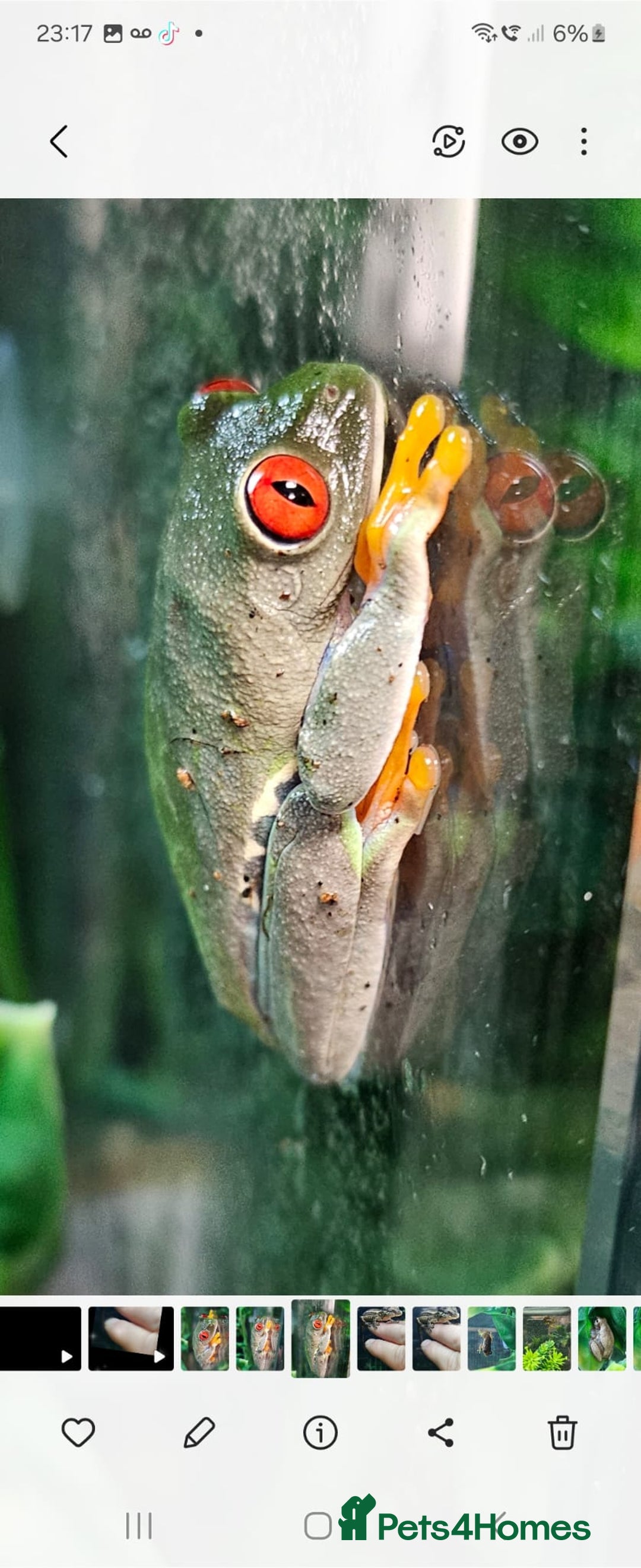 Frog reptiles for sale: Rey eyes tree frog - Image 3