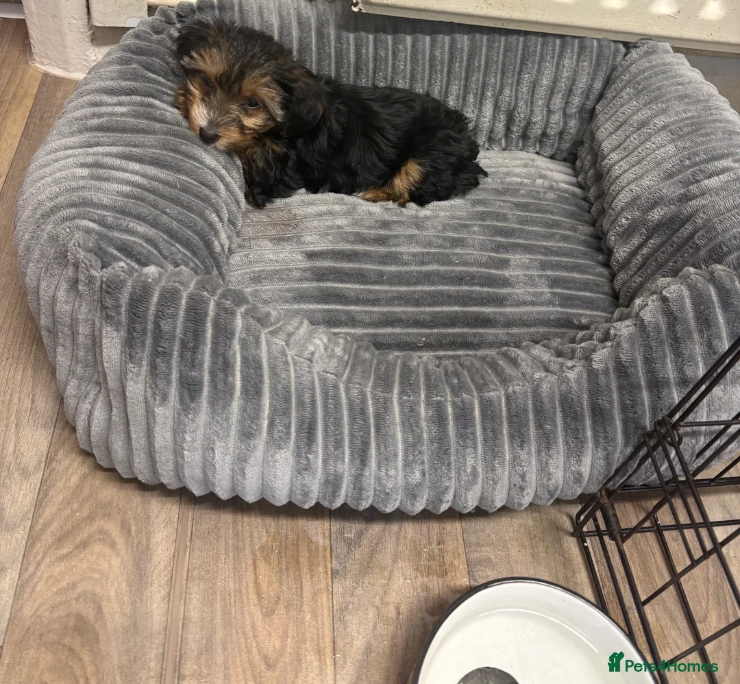 Yorkshire Terrier dogs for sale: Ready now Yorkie girl  - Advert 4