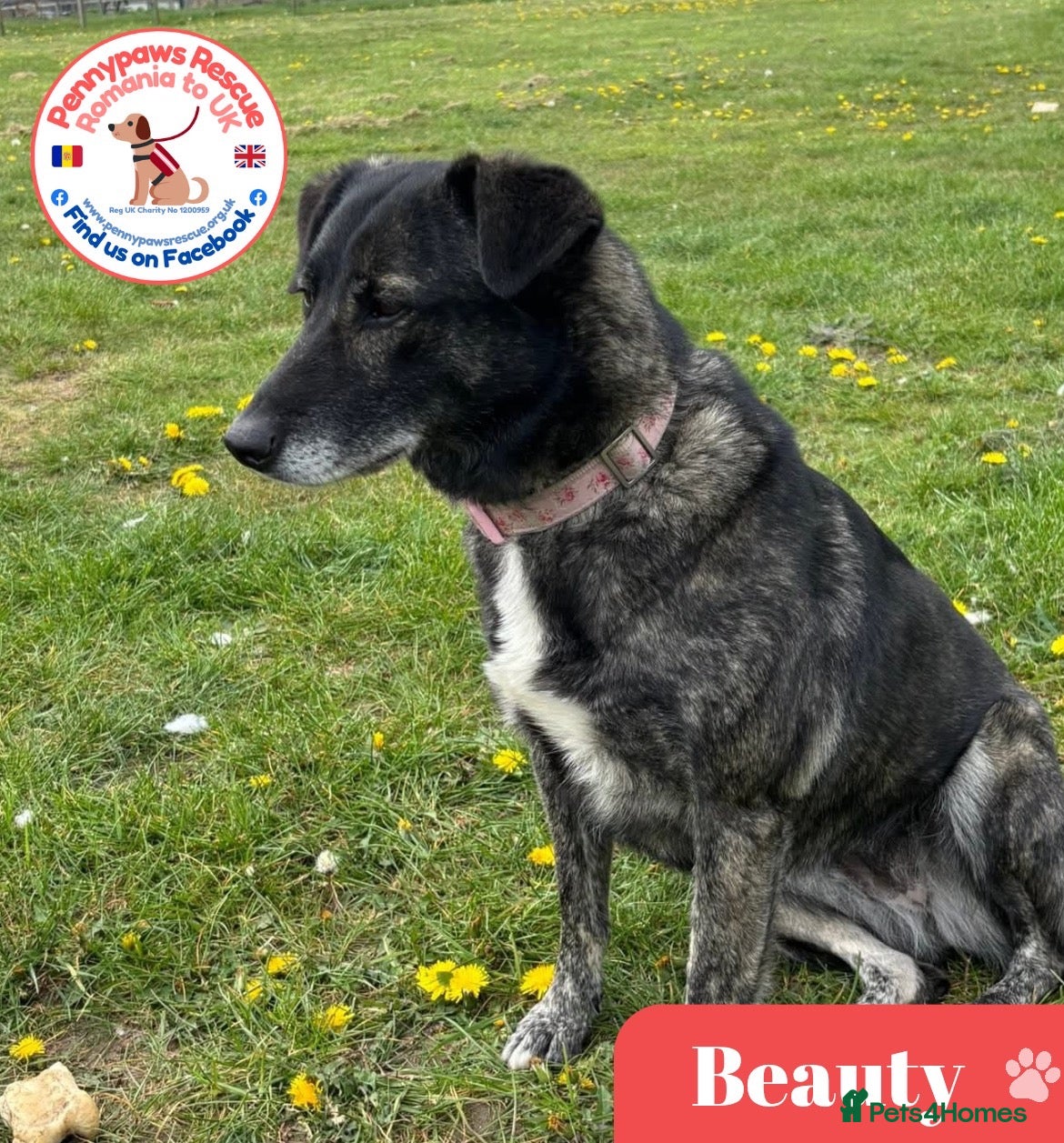 Mixed Breed dogs for adoption: Beauty - Advert 1