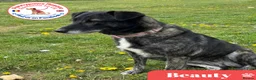Mixed Breed dogs for adoption: Beauty in Attleborough - Advert 1