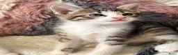 Domestic Shorthair cats for sale: 7 Bundles of fur 🤍🐾 - Advert 5