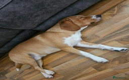 Cockerdor dogs for sale: Tank - 1yr old boy.  - Image 4